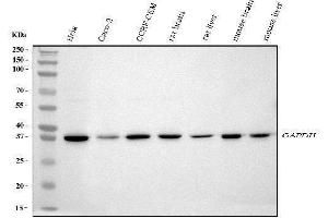 Western blot analysis of GAPDH using anti-GAPDH antibody (ABIN5518757).