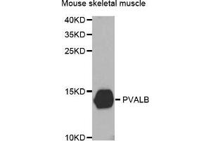 Western Blotting (WB) image for anti-Parvalbumin (PVALB) antibody (ABIN6219820) (PVALB Antikörper)
