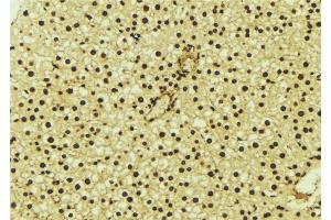 ABIN6277179 at 1/100 staining Mouse liver tissue by IHC-P. (DLGAP5 Antikörper  (N-Term))