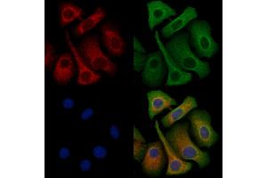 ABIN6263353 and ABIN6272349 staining Hela cells by IF/ICC. (Mrgprf Antikörper  (C-Term))