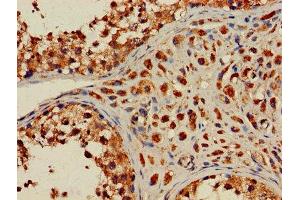 Immunohistochemistry of paraffin-embedded human testis tissue using ABIN7155369 at dilution of 1:100 (HIST2H2AC Antikörper  (AA 2-129))