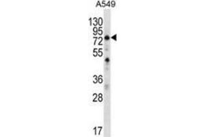 Western blot analysis in A549 cell line lysates (35ug/lane) using SPATA7 / HSD3  Antibody (C-term). (SPATA7 Antikörper  (C-Term))
