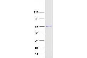 Western Blotting (WB) image for Actin, gamma 1 (ACTG1) protein (Myc-DYKDDDDK Tag) (ABIN2714360)