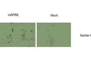 Immunostaining of  cells transfected with a murine APRIL expression plasmid (left panels), or mock transfected (right panel). (TNFSF13 Antikörper  (AA 16-108, AA 105-250))