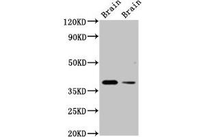 Western Blot Positive WB detected in: Rat brain tissue, Mouse brain tissue All lanes: TAAR5 antibody at 3 μg/mL Secondary Goat polyclonal to rabbit IgG at 1/50000 dilution Predicted band size: 39 kDa Observed band size: 39 kDa (TAAR5 Antikörper  (AA 1-34))