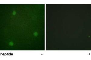 Immunofluorescence analysis of NIH/3T3 cells, using DCLRE1C polyclonal antibody . (DCLRE1C Antikörper)