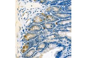 Immunohistochemistry analysis of paraffin embedded mouse small intestine using CA13 (ABIN7073310) at dilution of 1: 400 (CA13 Antikörper)