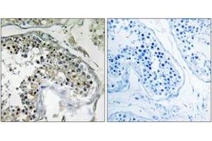 Immunohistochemistry analysis of paraffin-embedded human testis tissue, using PPP1R1C Antibody. (PPP1R1C Antikörper  (AA 5-54))