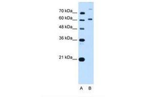 Image no. 2 for anti-BMP2 Inducible Kinase (BMP2K) (AA 551-600) antibody (ABIN320728) (BMP2K Antikörper  (AA 551-600))