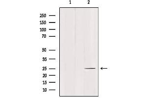 Western blot analysis of extracts from mouse brain, using C1QL4 Antibody. (C1QL4 Antikörper  (Internal Region))