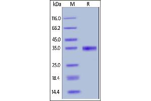 SDS-PAGE (SDS) image for Epidermal Growth Factor (EGF) (AA 971-1023) (Active) protein (Fc Tag) (ABIN6809973)
