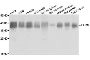 Western blot analysis of extracts of various cell lines, using EIF3M antibody. (Eukaryotic Translation Initiation Factor 3, Subunit M (EIF3M) (AA 1-374) Antikörper)