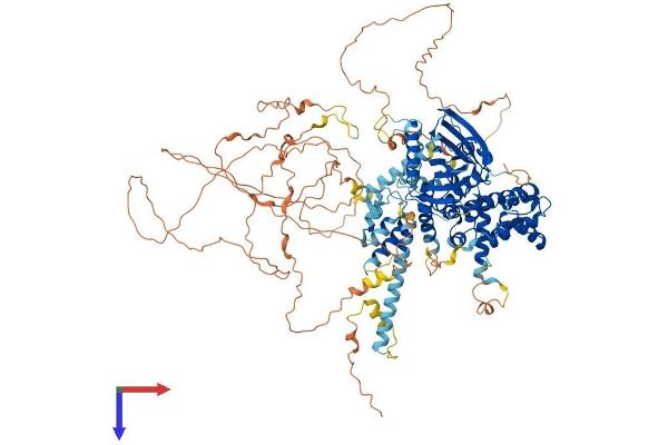 STARD13 Protein (AA 1-1113) (His tag)