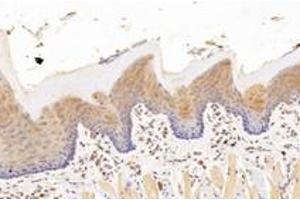 Immunohistochemistry analysis of paraffin-embedded rat tongue using,KCNK7 (ABIN7075149) at dilution of 1: 1200
