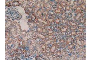 IHC-P analysis of Rat Kidney Tissue, with DAB staining. (MMP 9 Antikörper  (AA 226-391))
