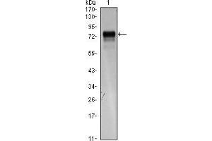 Western blot analysis using FLT4 mAb against FLT4(AA: 25-330)-hIgGFc transfected HEK293 cell lysate.