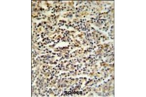 SGF29 Antibody (C-term) (ABIN651333 and ABIN2840193) IHC analysis in formalin fixed and paraffin embedded human spleen tissue followed by peroxidase conjugation of the secondary antibody and DAB staining. (SGF29 Antikörper  (C-Term))