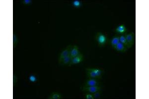 Immunofluorescence (IF) image for anti-Activating Transcription Factor 4 (Tax-Responsive Enhancer Element B67) (ATF4) antibody (ABIN7127347)