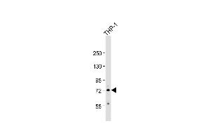 Anti-RNF19B Antibody (Center) at 1:500 dilution + THP-1 whole cell lysate Lysates/proteins at 20 μg per lane.