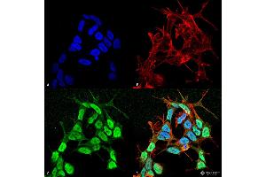 Immunocytochemistry/Immunofluorescence analysis using Mouse Anti-Nav beta 3 Monoclonal Antibody, Clone S396-29 .