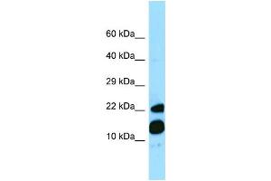 WB Suggested Anti-MRFAP1 Antibody Titration: 1. (MRFAP1 Antikörper  (C-Term))