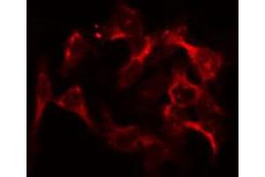 ABIN6274743 staining HeLa by IF/ICC. (MRPL46 Antikörper  (C-Term))