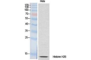 Western Blot (WB) analysis of specific cells using Histone H2B Polyclonal Antibody.
