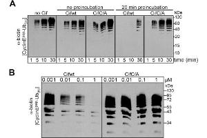 Cif decreases neddylated SCF-mediated substrate polyubiquitylation in vitro. (Biotin Antikörper)