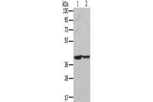 Gel: 8 % SDS-PAGE, Lysate: 40 μg, Lane 1-2: Hela cells, hepg2 cells, Primary antibody: ABIN7131237(STX16 Antibody) at dilution 1/400, Secondary antibody: Goat anti rabbit IgG at 1/8000 dilution, Exposure time: 5 seconds (Syntaxin 16 Antikörper)