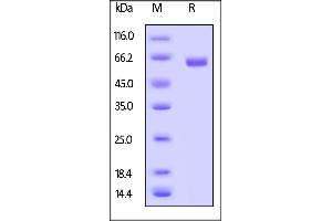 Biotinylated Human CD40, Fc,Avitag™ (MALS verified) on  under reducing (R) condition.
