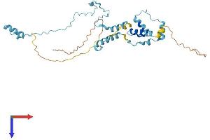 IFT46 Protein (AA 1-304) (His tag)