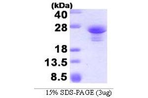 SDS-PAGE (SDS) image for ASF1 Anti-Silencing Function 1 Homolog A (S. Cerevisiae) (ASF1A) (AA 1-204) protein (His tag) (ABIN666758)