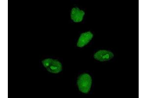 Immunofluorescence of monoclonal antibody to MKRN3 on HeLa cell. (MKRN3 Antikörper  (AA 437-507))
