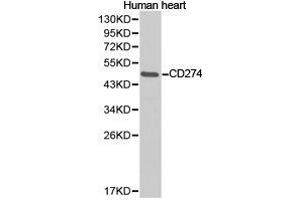 Western Blotting (WB) image for anti-CD274 (PD-L1) antibody (ABIN1871607) (PD-L1 Antikörper)