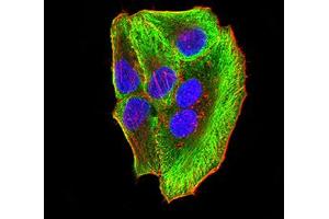 Immunofluorescence (IF) image for anti-ATG3 Autophagy Related 3 (ATG3) (AA 1-100) antibody (ABIN5611291)