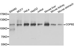 Western blot analysis of extracts of various cell lines, using COPB2 antibody (ABIN5974232) at 1/1000 dilution. (COPB2 Antikörper)