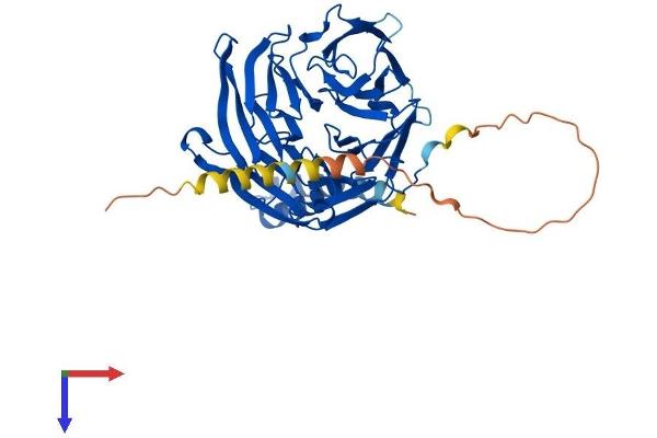 TBL2 Protein (AA 1-442) (His tag)
