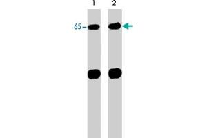 Western blot analysis of control (lane 1) and alkaline phosphatase-treated (AP) (lane 2) neonatal rat brain lysate (20 ug/lane). (Neural Wiskott-Aldrich syndrome protein (WASL) (N-Term) Antikörper)