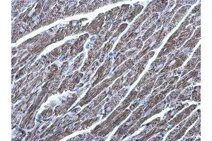 IHC-P Image MDH2 antibody detects MDH2 protein at mitochondria on mouse heart by immunohistochemical analysis. (MDH2 Antikörper)