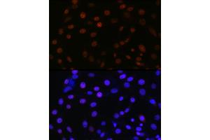Immunofluorescence analysis of NIH/3T3 using SMC3 antibody (ABIN7270616) at dilution of 1:100. (SMC3 Antikörper)
