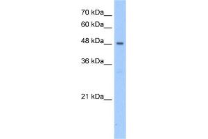 WB Suggested Anti-PNPLA5 Antibody Titration:  2.