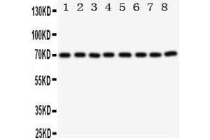 Western Blotting (WB) image for anti-X-Ray Repair Complementing Defective Repair in Chinese Hamster Cells 6 (XRCC6) (AA 530-545), (C-Term) antibody (ABIN3044237)