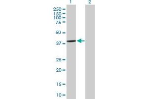 Western Blot analysis of BCL2L12 expression in transfected 293T cell line by BCL2L12 MaxPab polyclonal antibody. (BCL2L12 Antikörper  (AA 1-333))