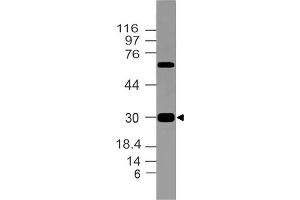 Image no. 1 for anti-Corticotropin-Like Intermediate Peptide (CLIP) (AA 156-176) antibody (ABIN5027659) (CLIP Antikörper  (AA 156-176))