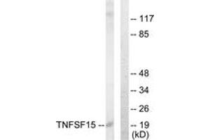 Western blot analysis of extracts from COLO205 cells, using TNFSF15 Antibody. (TNFSF15 Antikörper  (AA 181-230))