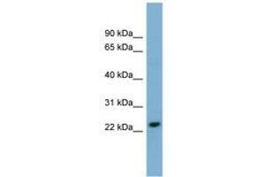 Image no. 1 for anti-Killer Cell Lectin-Like Receptor Subfamily C, Member 3 (KLRC3) (N-Term) antibody (ABIN6743355) (KLRC3 Antikörper  (N-Term))