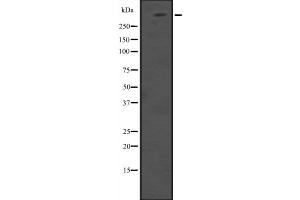 Western blot analysis of HUWE1 expression in 293T whole cell lysate ,The lane on the left is treated with the antigen-specific peptide. (HUWE1 Antikörper  (Internal Region))