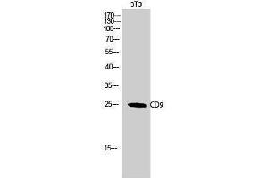 Western Blotting (WB) image for anti-CD9 (CD9) (Internal Region) antibody (ABIN3183791) (CD9 Antikörper  (Internal Region))