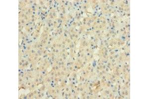 Immunohistochemistry of paraffin-embedded human adrenal gland tissue using ABIN7175017 at dilution of 1:100 (C12orf49 Antikörper  (AA 34-205))