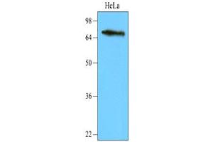 Western blot analysis: Cell lysates of HeLa (40ug) were resolved by SDS-PAGE, transferred to NC membrane and probed with anti-human NSD3 (1:2,000).